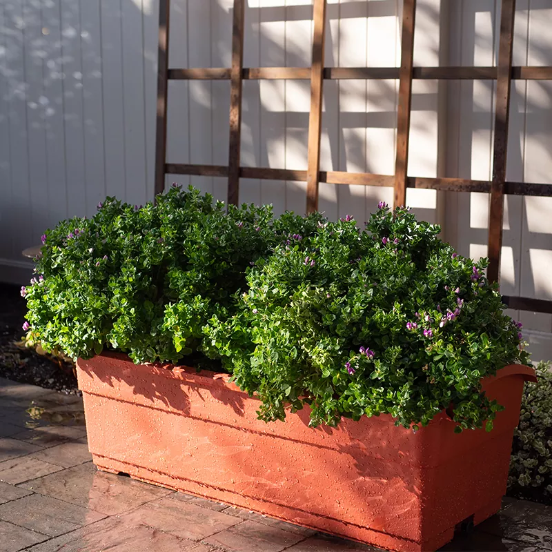 30L självbevattningshyvel